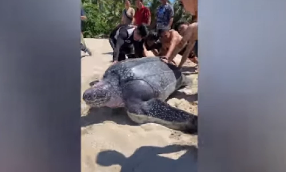 Ινδονησία: Άντρες βοηθούν τεράστια χελώνα να γυρίσει σπίτι της